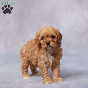 Gia, Cavapoo Puppy